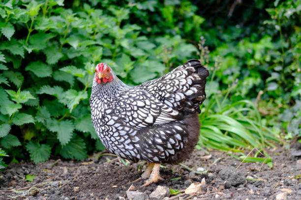 성인 무료 범위 암탉 닭 건조 토양에서 먼지 목욕을 가지고 본. - eggs animal egg celebration feather 뉴스 사진 이미지