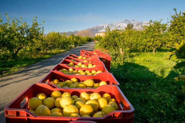 lemon harvest time - mt etna imagens e fotografias de stock