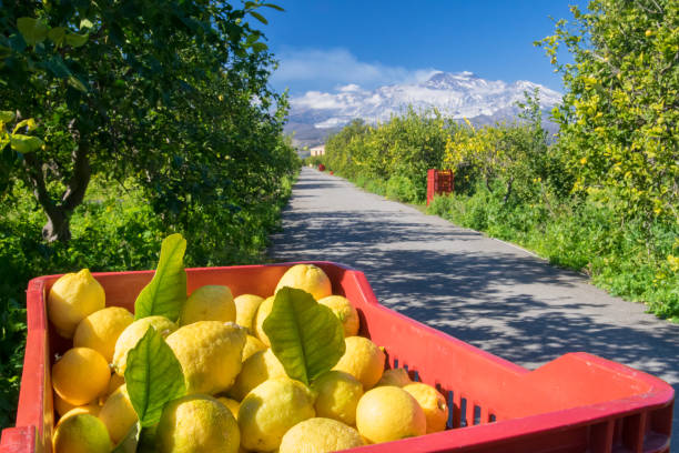 Lemon harvest time Boxes full of just picked lemons in a citrus grove near Catania, Sicily, and Mount Etna in the background italian lake district photos stock pictures, royalty-free photos & images