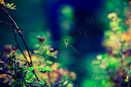 spider spinning web in the forest