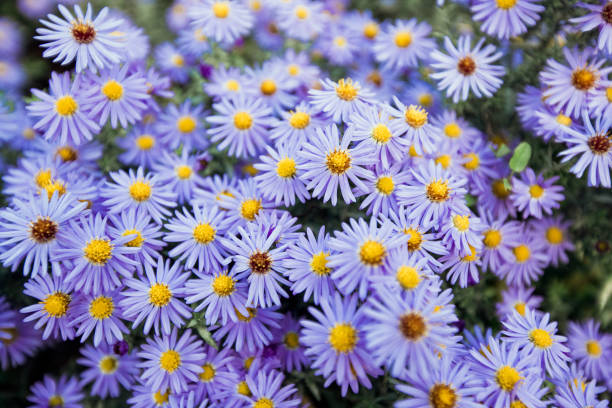 istock a lot of beautiful blue camomiles 1222434339