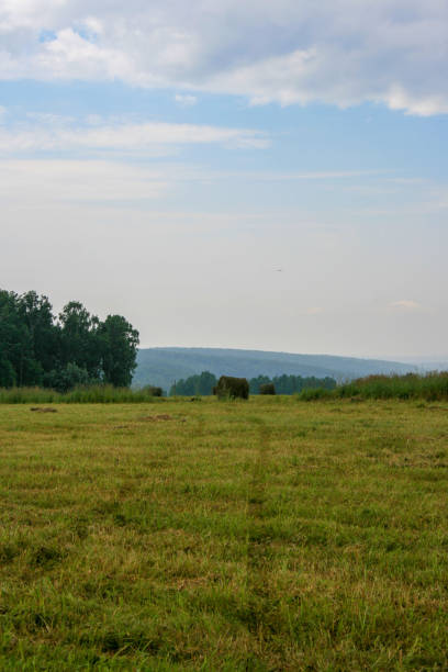 Meadow with mown grass Landscape with blue sky and forest in the background. Agricultural field of a small collective farm.