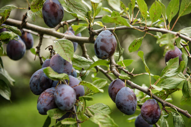 木の上の有機熟した紫色の梅 - plum plum tree tree fruit ストックフォトと画像