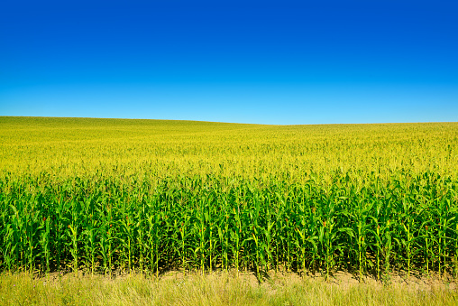 Bright corn field with ripe ears corn and clear blue sky.
