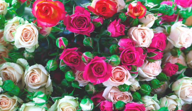 istock Beautiful fresh spring roses. best background for your design 1222437652
