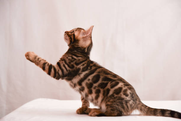 istock The cat points the direction with its paw. There is space for text. Postcard, list. Animal training and training. 1222438083