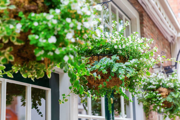 istock flower baskets in front of windows 1222438098
