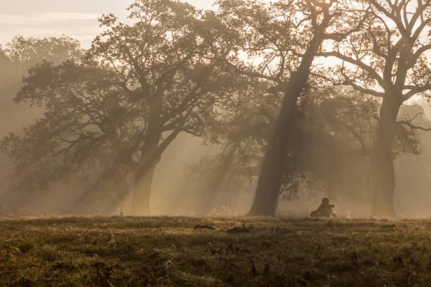 istock lonely oak on the field 1222438221