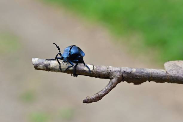 Beautiful macro shot of a poisonous beetle Majka violet - Czech Republic - Europe. (Meloe violaceus) Beautiful macro shot of a poisonous beetle Majka violet - Czech Republic - Europe. (Meloe violaceus) majkav stock pictures, royalty-free photos & images