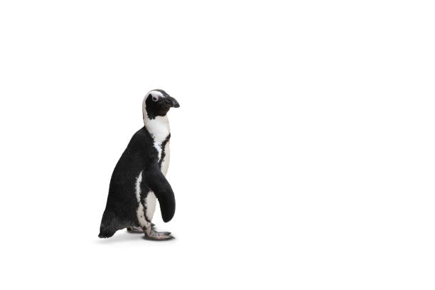 istock Humboldt penguin isolated on white background. 1222440791