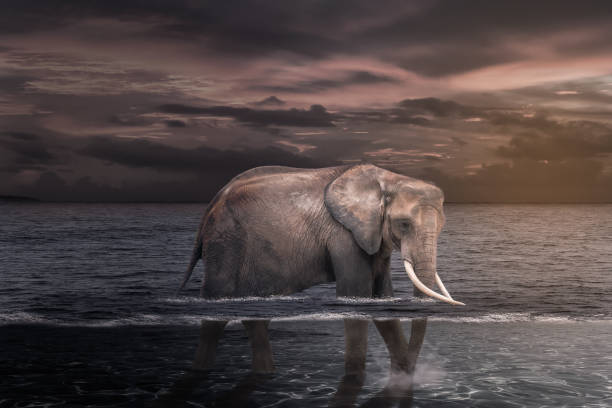 istock African elephant in the water. 1222440819