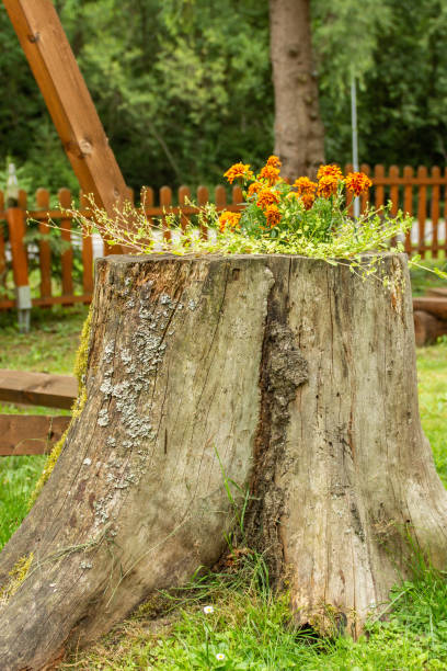 istock old cut tree trunk used upcycled as a flower pot 1222440930