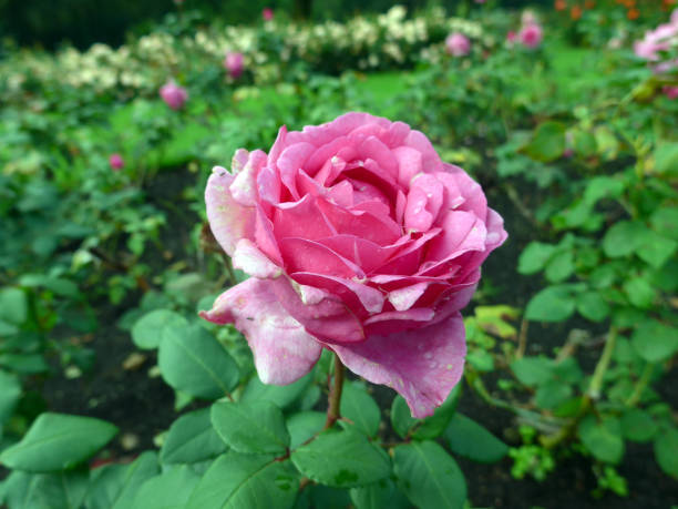 lavender pink hybrid tea rose - hybrid tea rose imagens e fotografias de stock