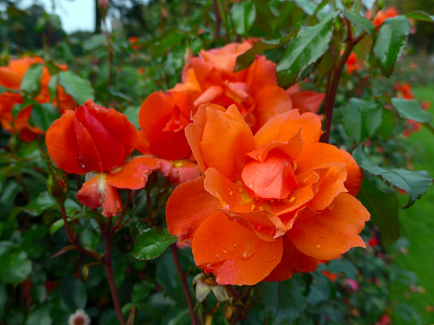 Grouping of soem beautiful multicolored rose blossoms growing in the garden on a sunny day.