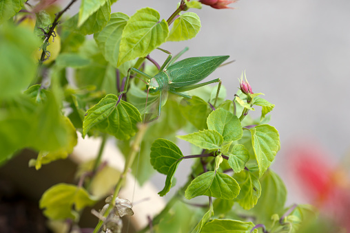 A katydid is difficult to see among the leaves because its green color helps to camouflage it.
