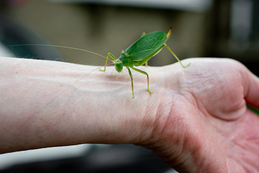 A close-up of a katydid on a human hand gives a reference for size.