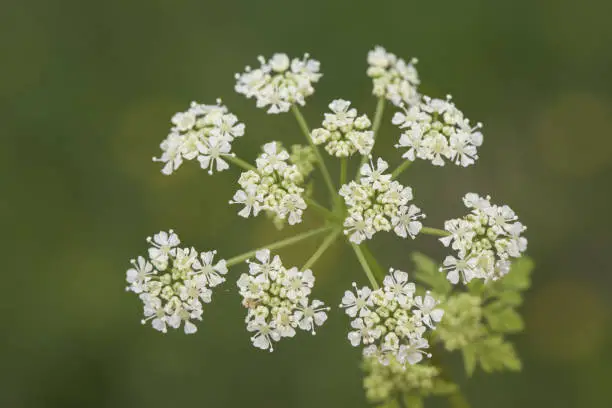 Conium maculatum poison parsley spotted hemlock corobane carrot fern devils bread porridge tall plant with small white flower umbels light by flash
