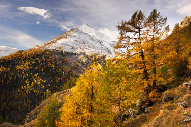 istock Bright yellow larch in the Alps 1222442488
