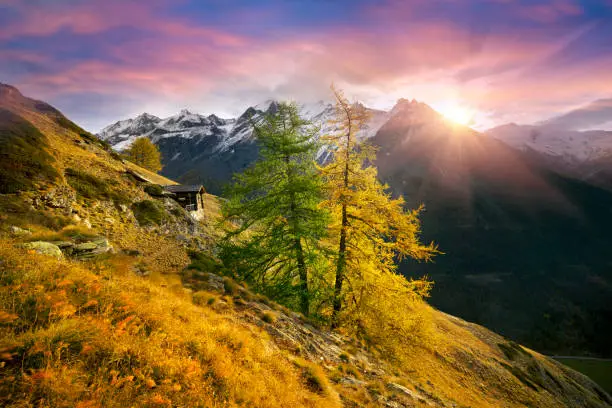 Morning in the Alps near the city of Zermatt in Switzerland, mountain pasture fields for cows and sheep and hiking trails under the climbing routes. Bright yellow larch.