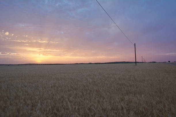 istock Wheat fields bathed in the sun before harvest 1222443412