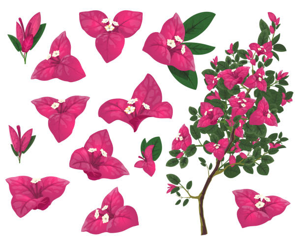 멕시코의 부겐빌 식물, 절연 벡터 세트 - bougainvillea stock illustrations