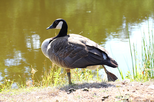 The Canada Goose (Branta canadensis) is a species of bird in the family Anatidae