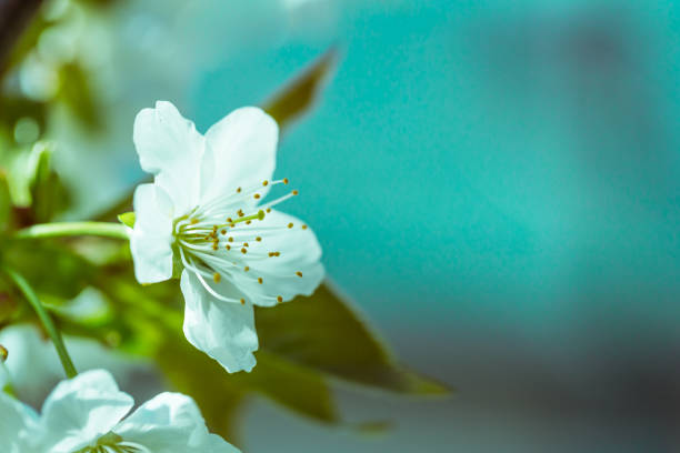 Flowers of the cherry blossoms on a spring day on mint backgroud, selective focus.