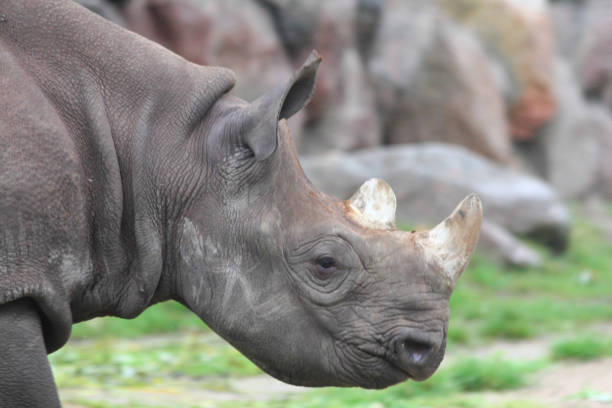 istock white rhinoceros or square-lipped rhinoceros (Ceratotherium simum) 1222446078