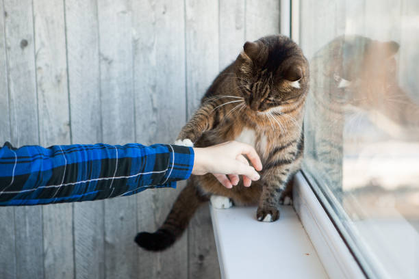 istock Cat and somebody's hand. Tabby cat on the window sill 1222446474