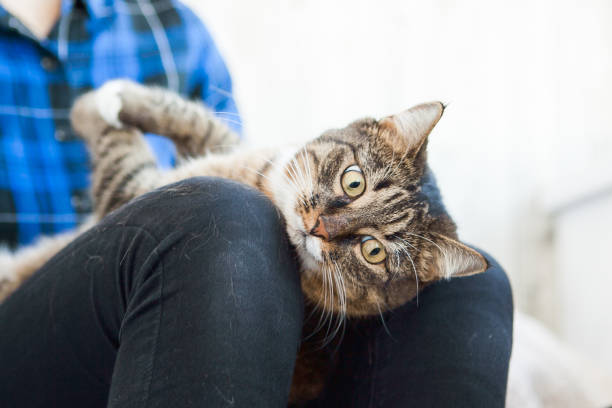 istock Tabby cat lolling on somebody's knees. Tabby cat 1222446478