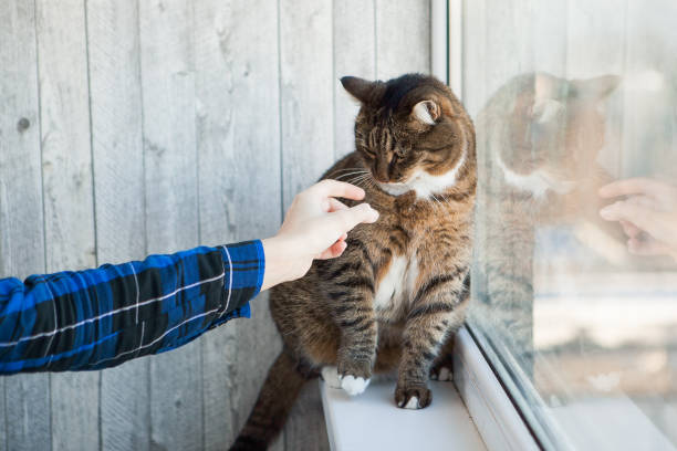 istock Cat and somebody's hand caressing it. Tabby cat on the window sill 1222446483