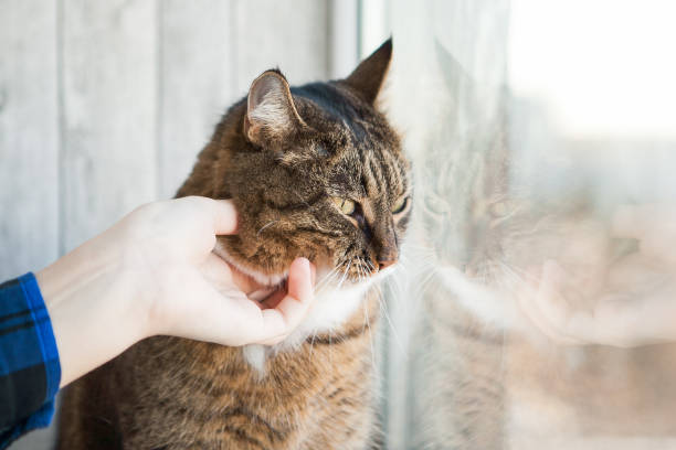 istock Cat and somebody's hand caressing it. Tabby cat near the window 1222446493