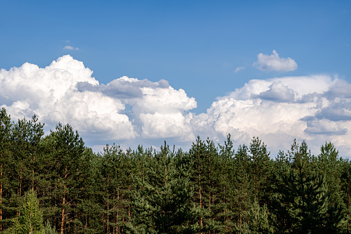 Clouds over the tree tops of a forest