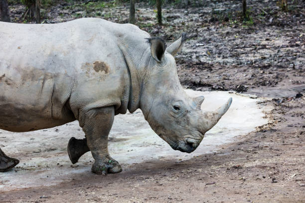 Rhino walking outdoors