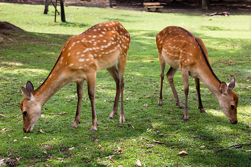 Sika deers in a park