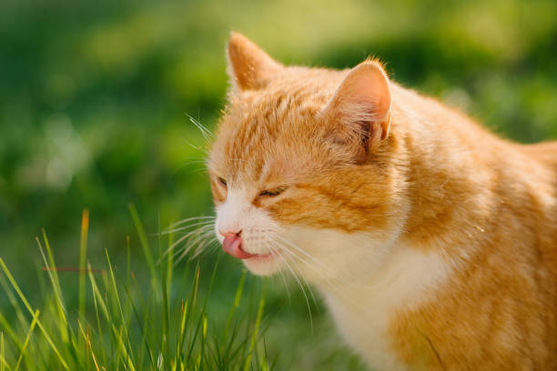 istock Portrait of a cat in grass on a sunny day 1222452162