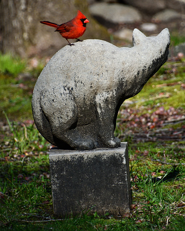 Male northern cardinal on cat statue in rural Connecticut (taken by the photographer in his own yard)