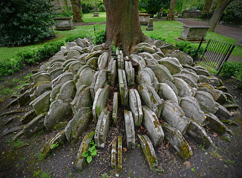 18th and 19th century gravestones stacked up in an English Churchyard, St Pancras, London. A tree has grown up in amongst the stones