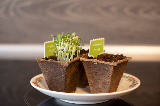 istock Sprouted arugula seeds, green sprouts in peat pots 1222453944