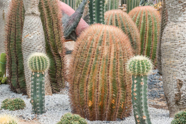 istock Green Cactus garden. Cactus diversity in different forms and size 1222454105