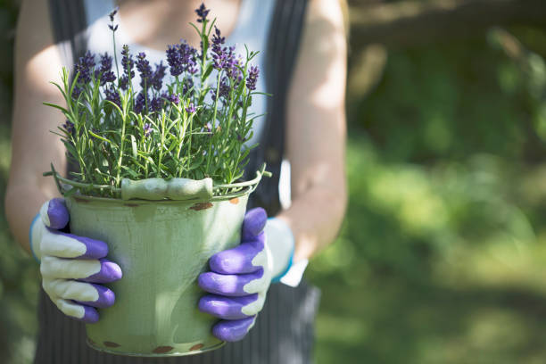Young woman holding lavender in pot stock photo