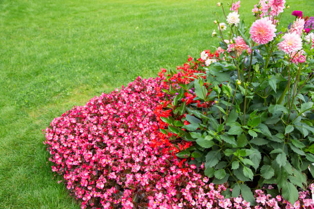 Beautiful flowerbed Beautifully put together flower bedBeautifully put together flower bed in front of the lawn. spider flower stock pictures, royalty-free photos & images