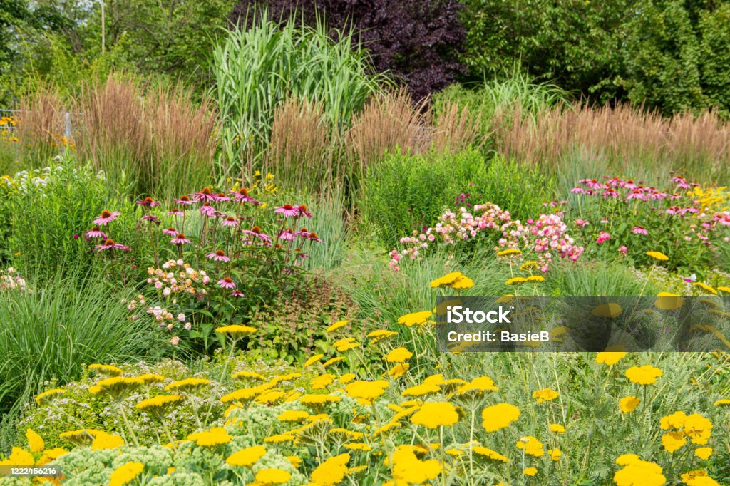 Schafgarben und Echinacea purpurea im Garten - Lizenzfrei Schafgarbe Stock-Foto