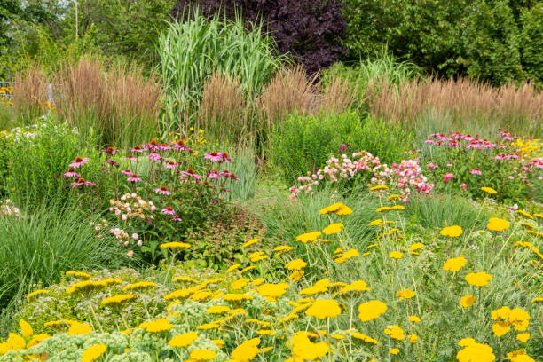 Yarrows and Echinacea purpurea in the garden Yarrow and red sun hat or also called purple coneflower. sneezeweed stock pictures, royalty-free photos & images