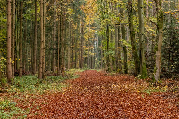istock Trail with autumn leaves around Calw village 1222456532