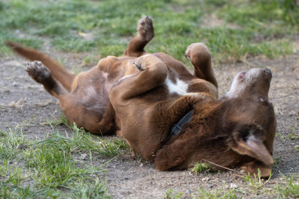 istock Chocolate Labrador Dog Laying on Grass Outdoors 1222456674