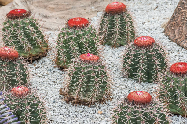 istock Closeup small melocactus in gravel. 1222456731