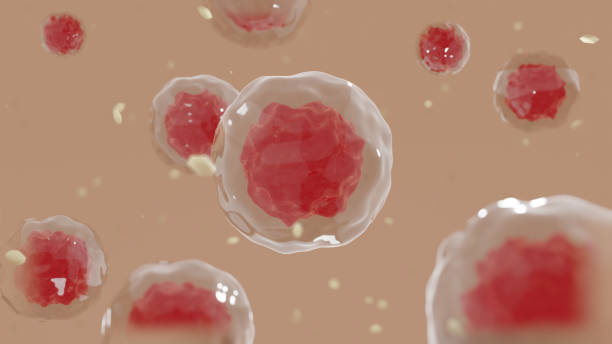 stammzellen des körpers unter dem mikroskop. zelluläre therapie und regeneration 3d-illustration. - nucleolus stock-fotos und bilder