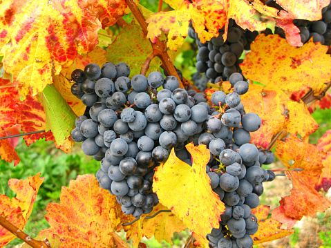 Blue grapes for harvesting