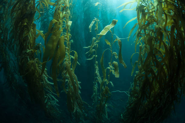 Dark Forest of Giant Kelp in California Forests of giant kelp, Macrocystis pyrifera, commonly grow in the cold waters along the coast of California. This marine algae reaches over 100 feet in height and provides habitat for many species. marine reserve photos stock pictures, royalty-free photos & images